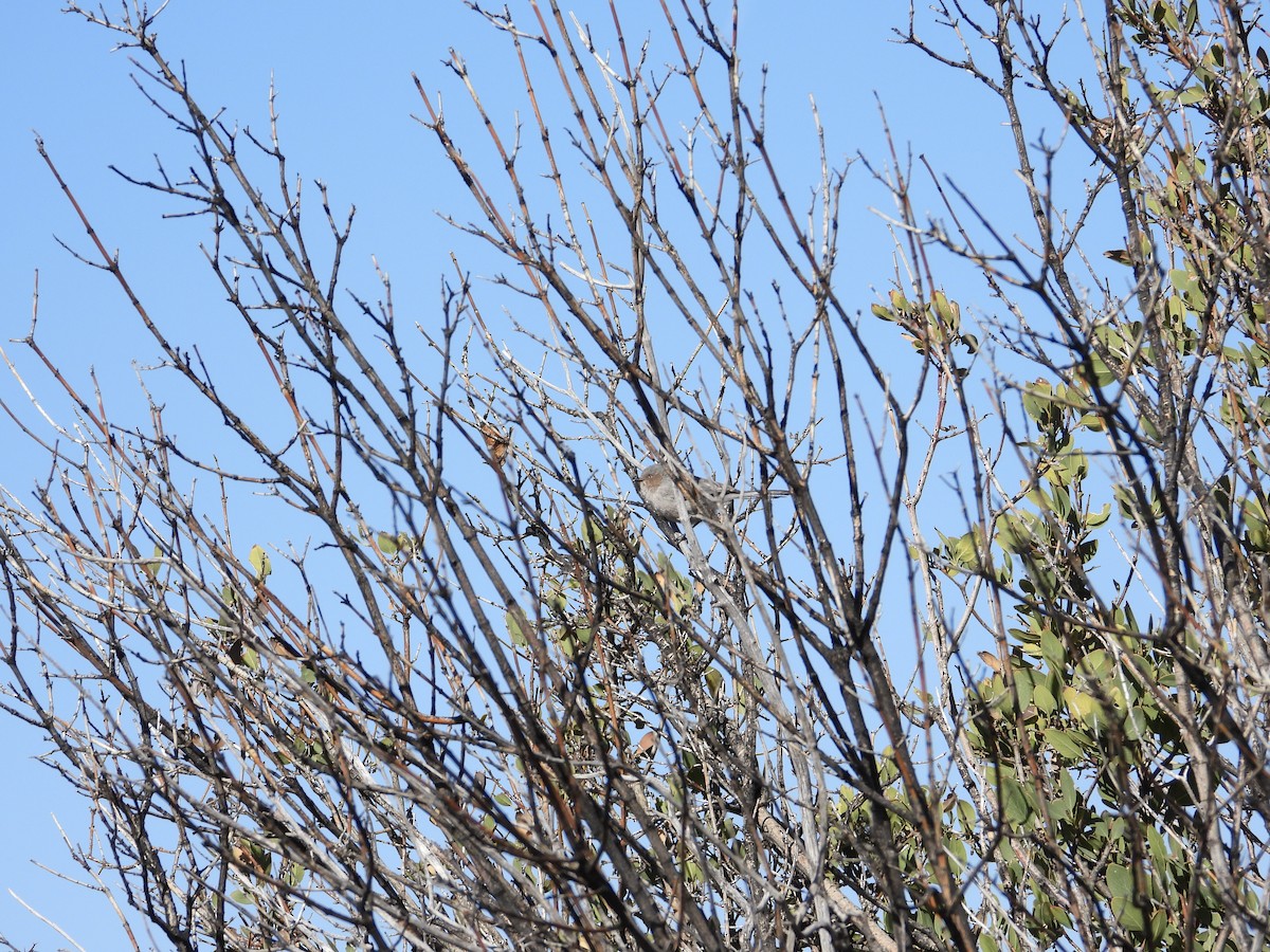 Bushtit - Quentin Reiser