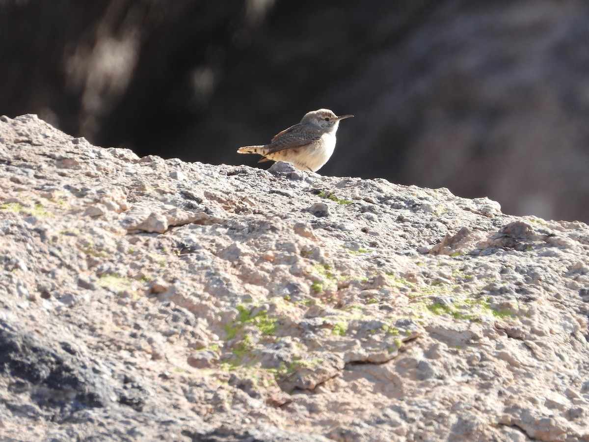 Rock Wren - ML616133322