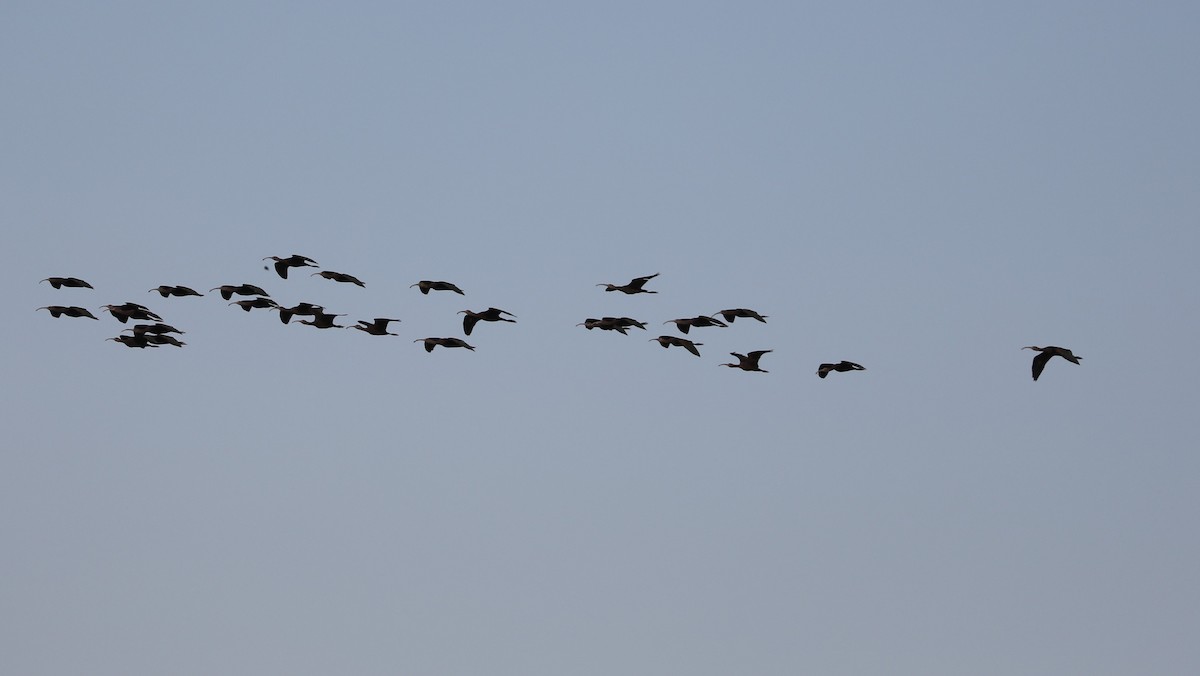 White-faced Ibis - ML616133363