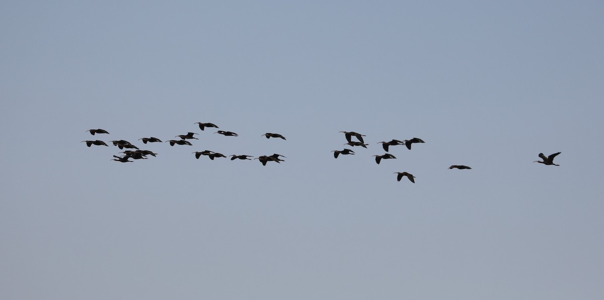 White-faced Ibis - ML616133374