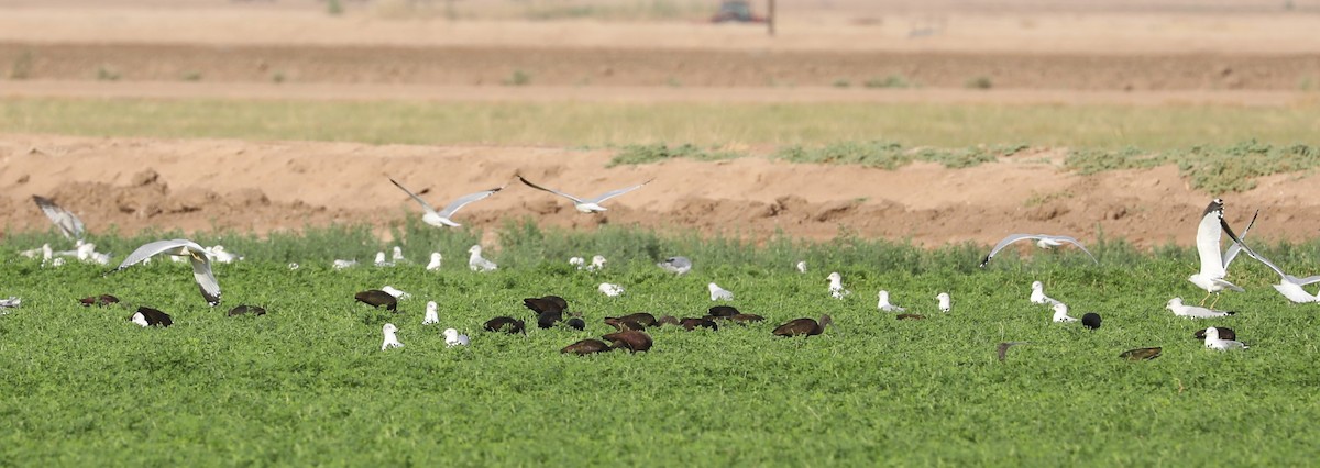 White-faced Ibis - ML616133375