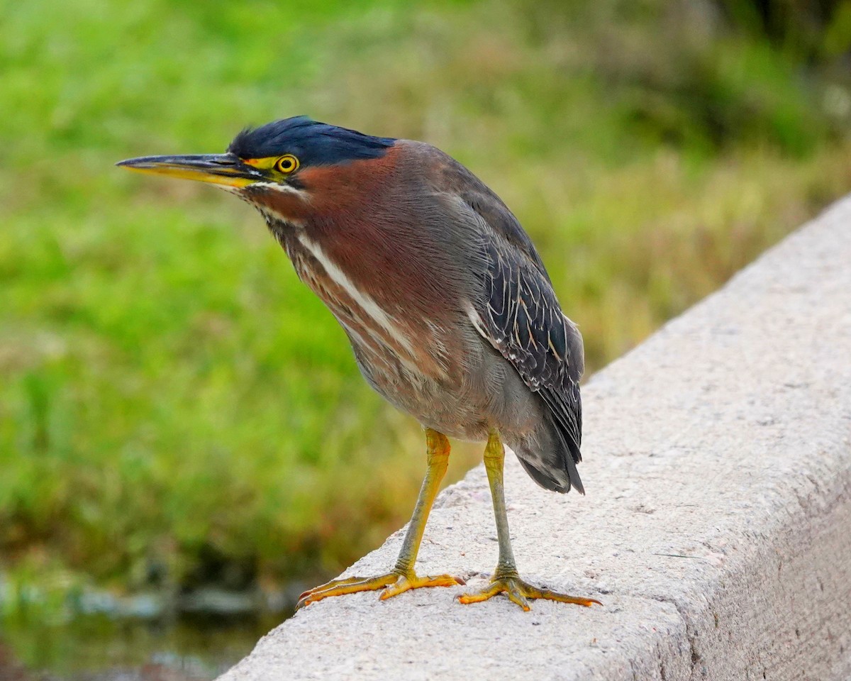 Green Heron - Randall M