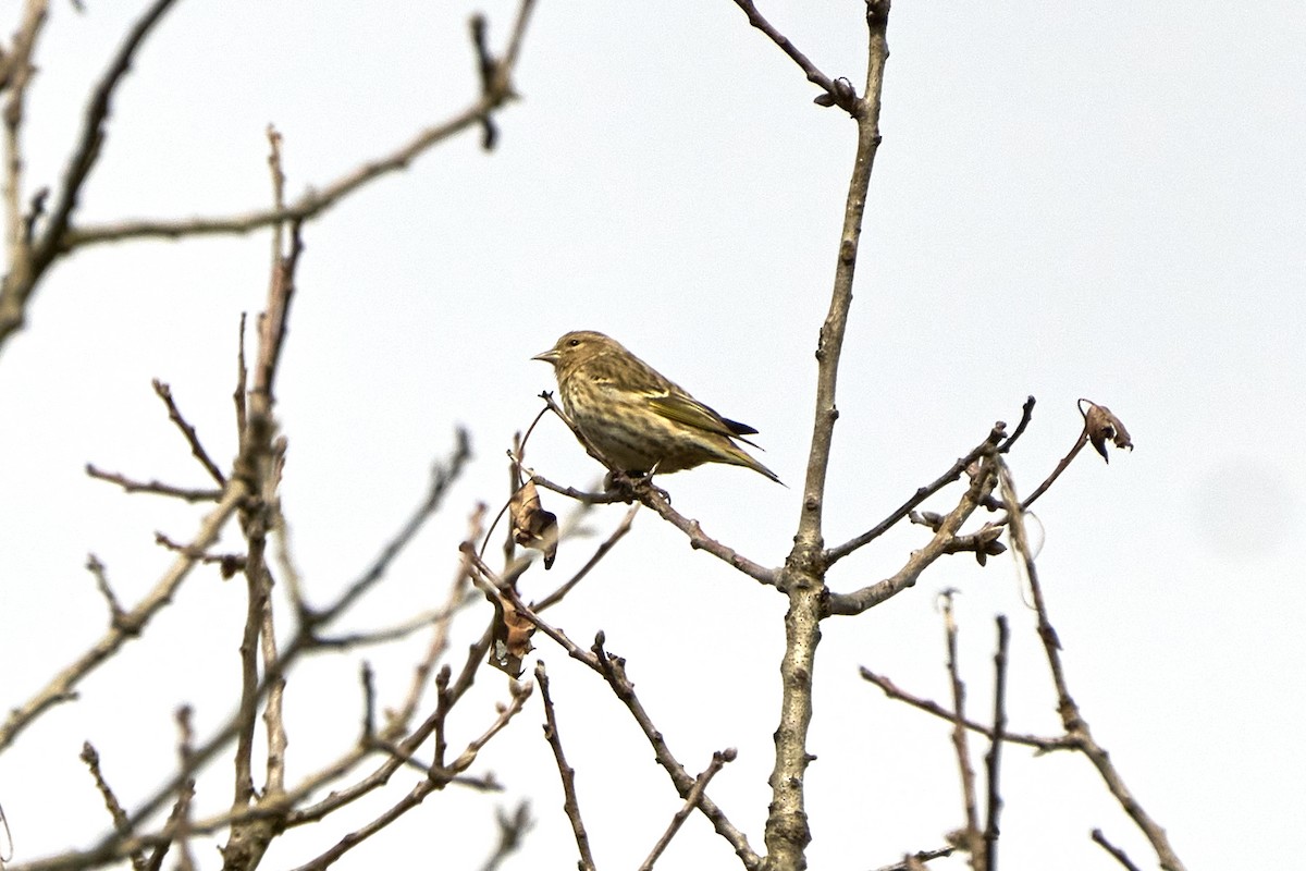 Pine Siskin - ML616133391