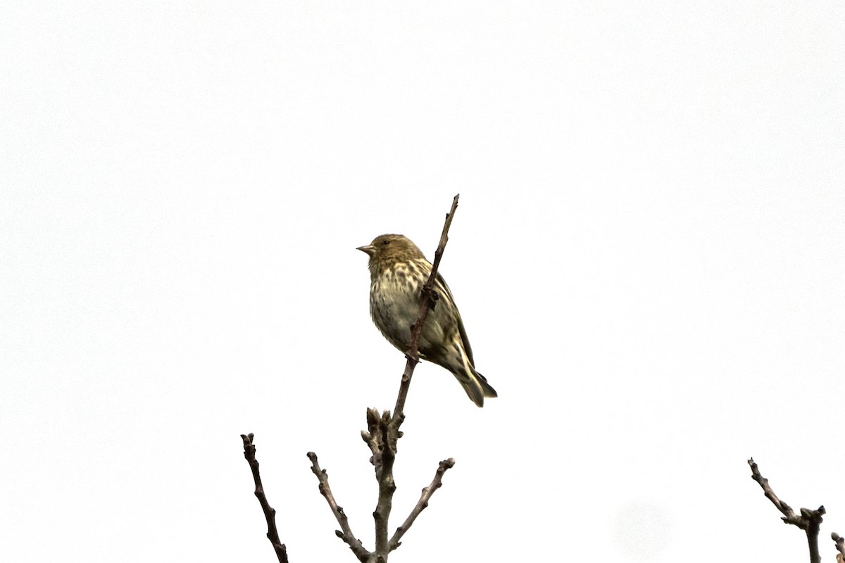 Pine Siskin - ML616133394