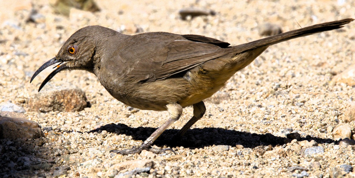 Curve-billed Thrasher - ML616133400