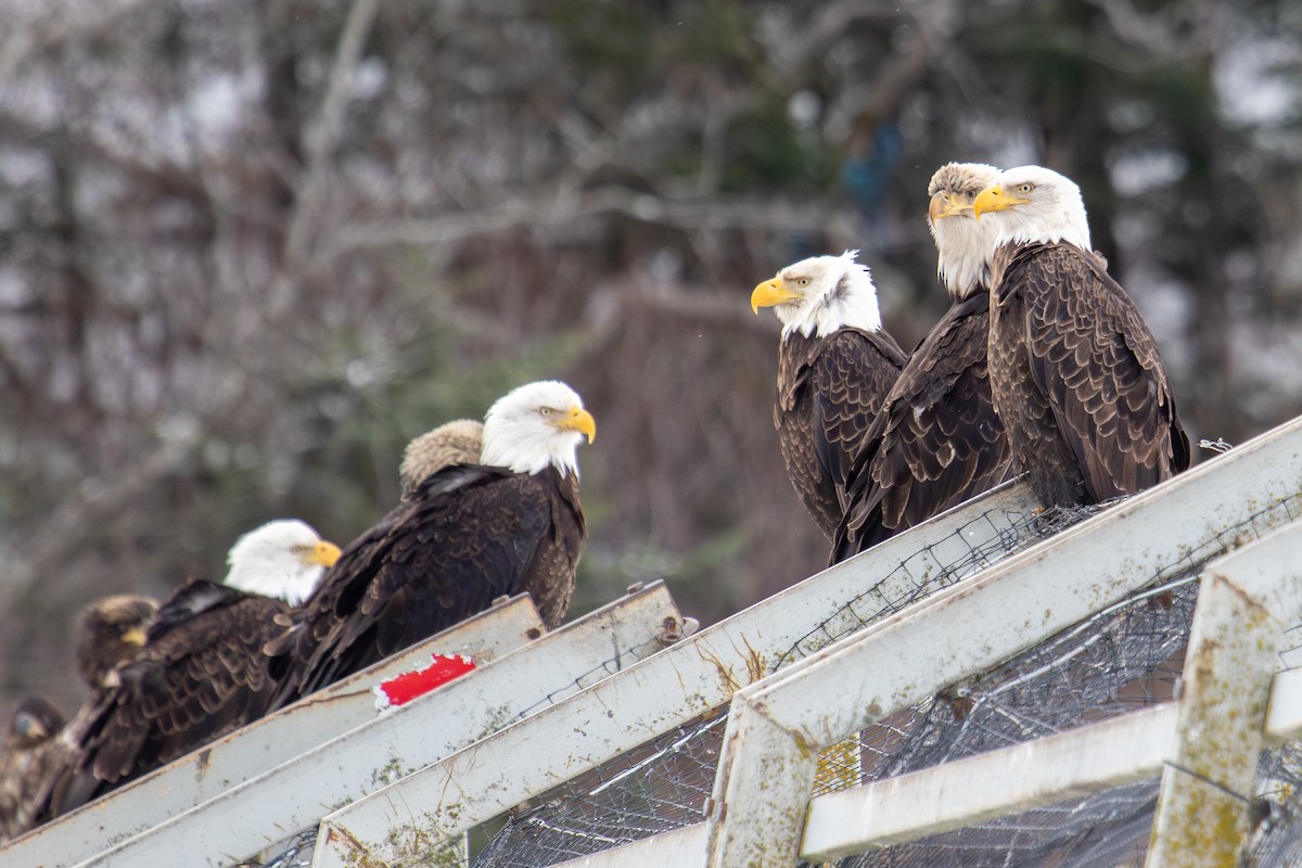 Bald Eagle - ML616133423