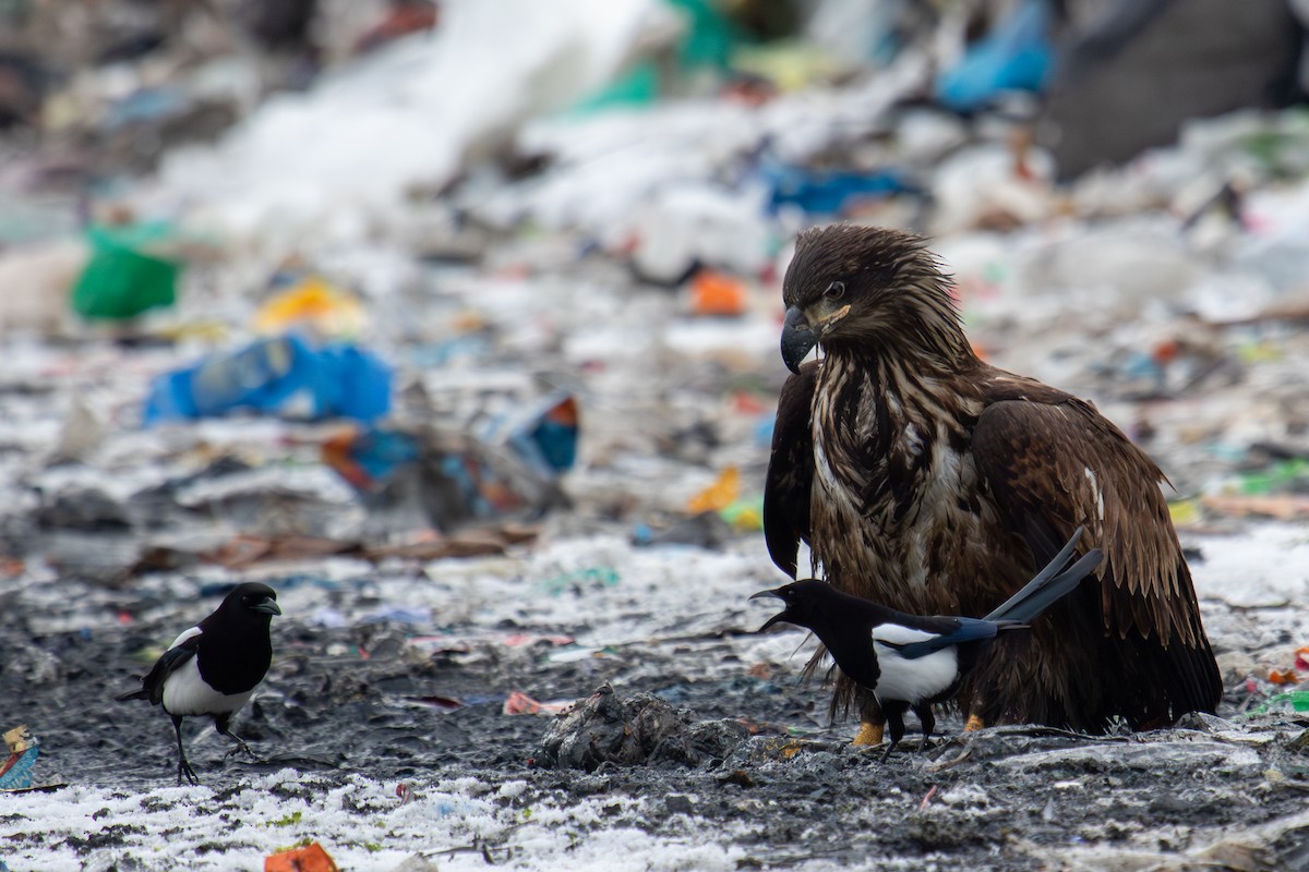 Bald Eagle - ML616133425