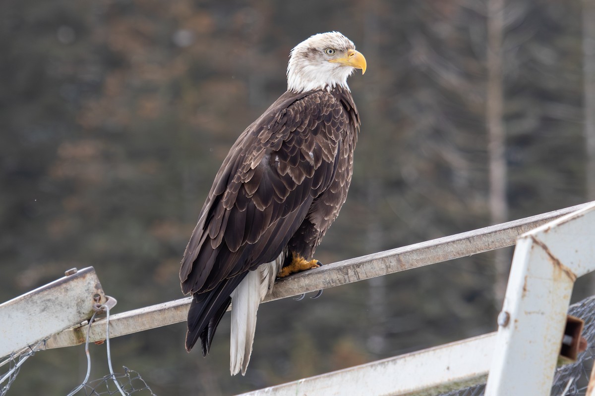 Bald Eagle - ML616133426