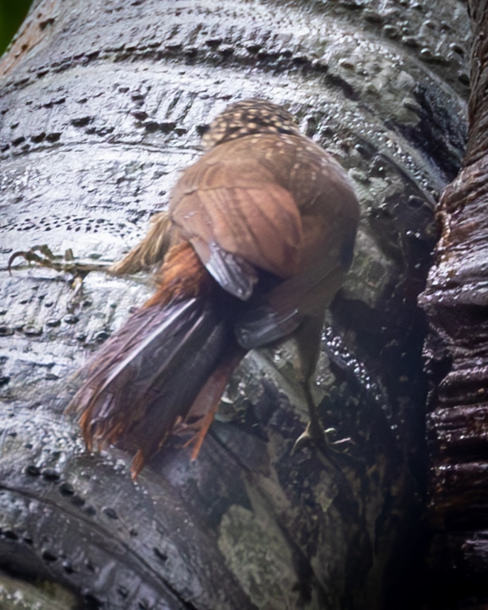 Streak-headed Woodcreeper - ML616133449