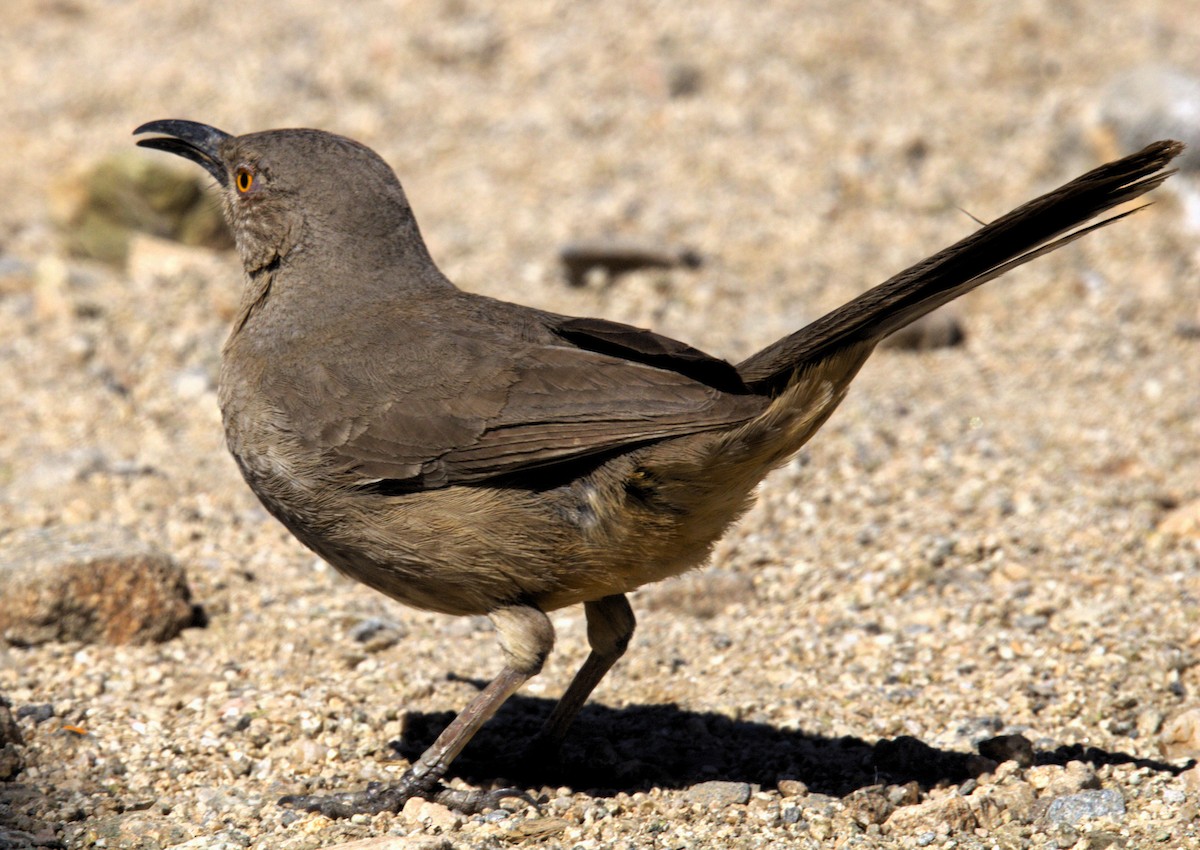 Curve-billed Thrasher - ML616133483