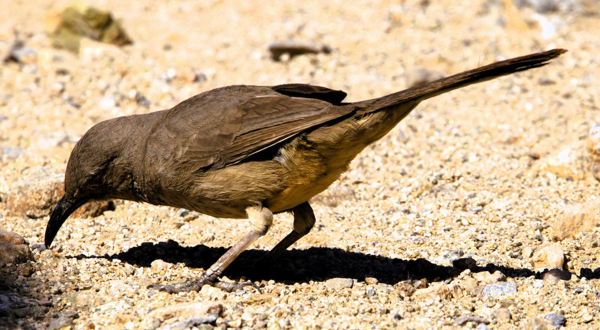 Curve-billed Thrasher - ML616133484