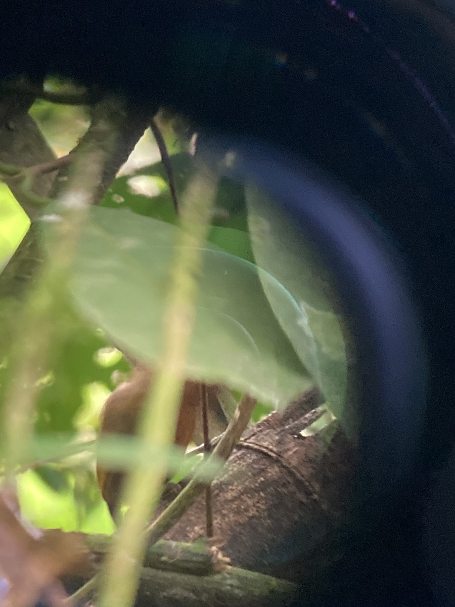 Rufous-breasted Piculet - ML616133491