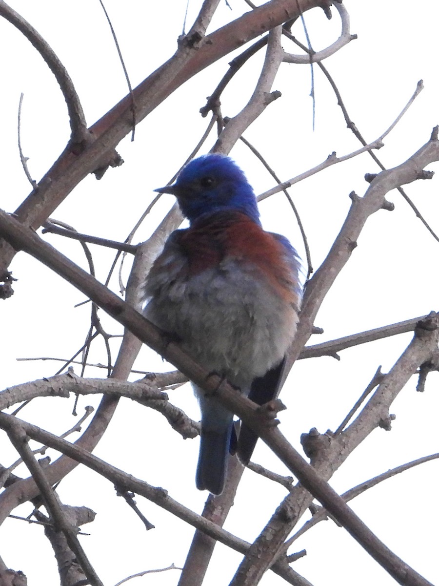 Western Bluebird - Doug Lithgow