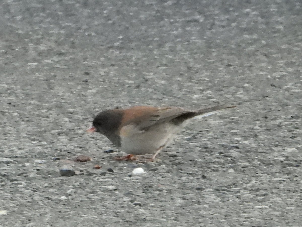 Junco ardoisé - ML616133510