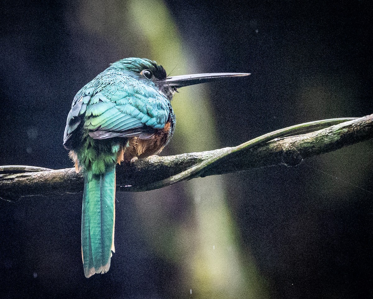 Rufous-tailed Jacamar - Karen Littlefield