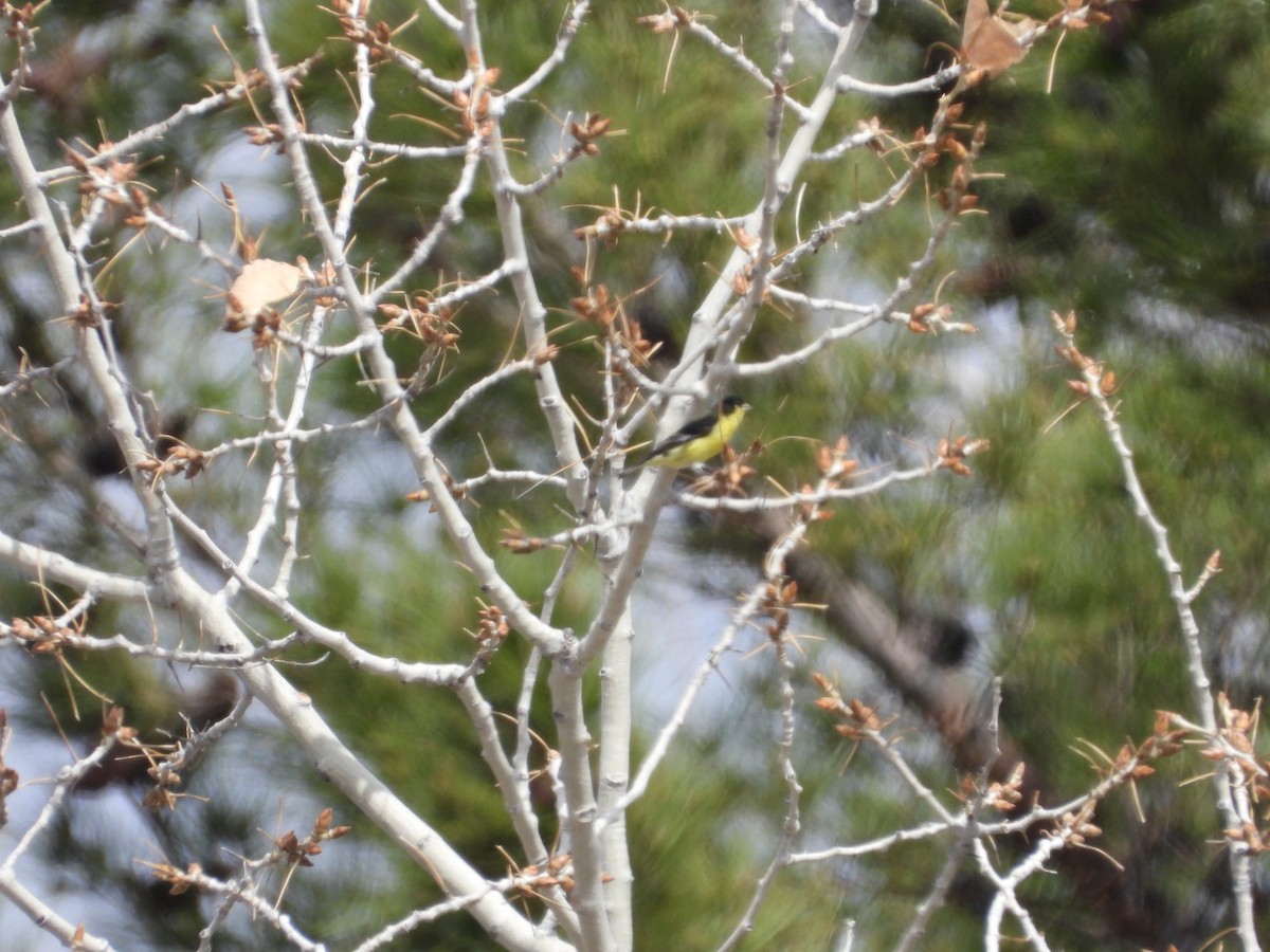 Lesser Goldfinch - ML616133602