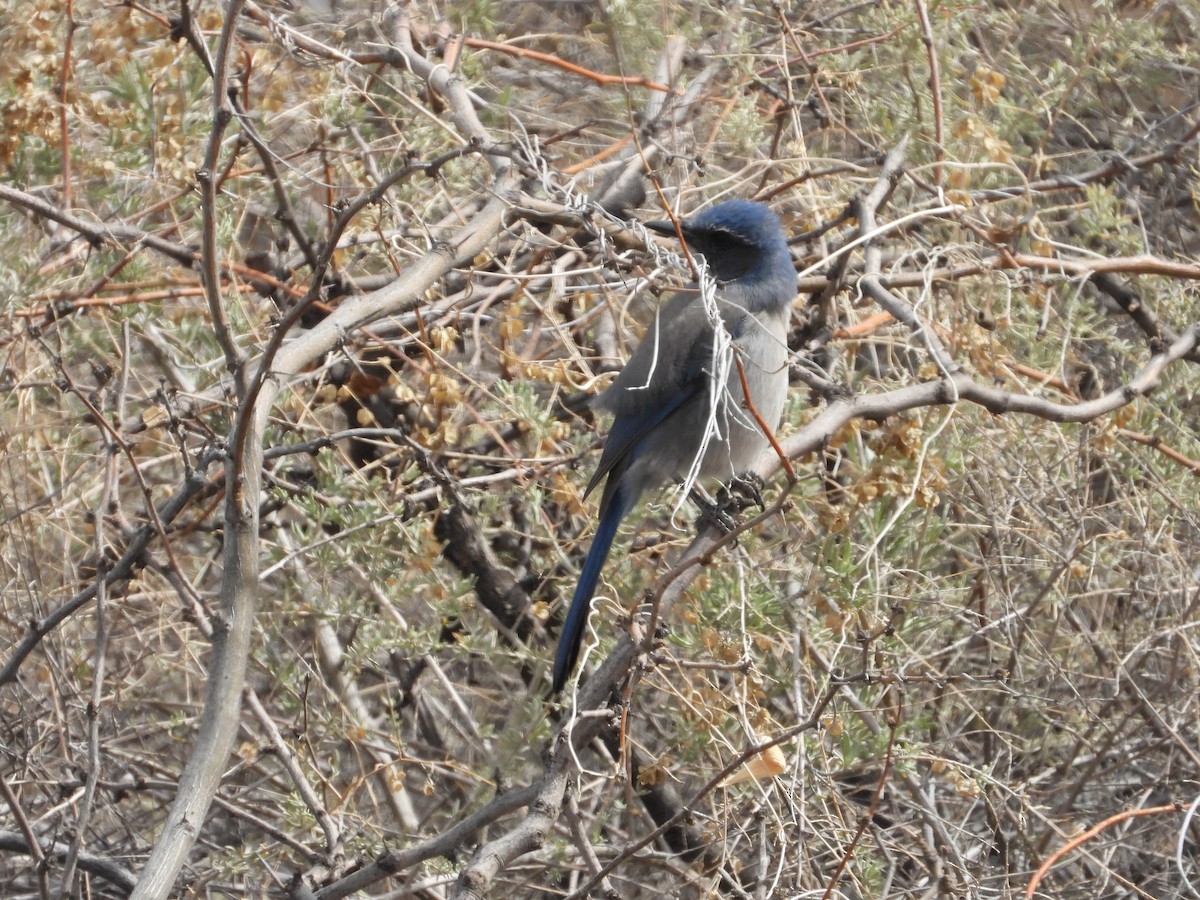 Woodhouse's Scrub-Jay - Quentin Reiser