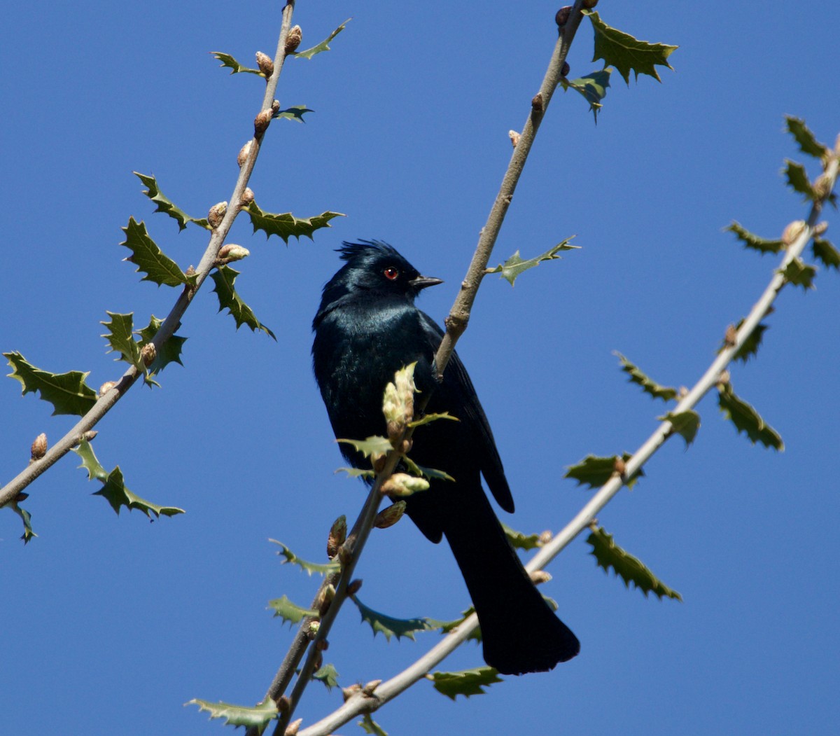 Capulinero Negro - ML616133735