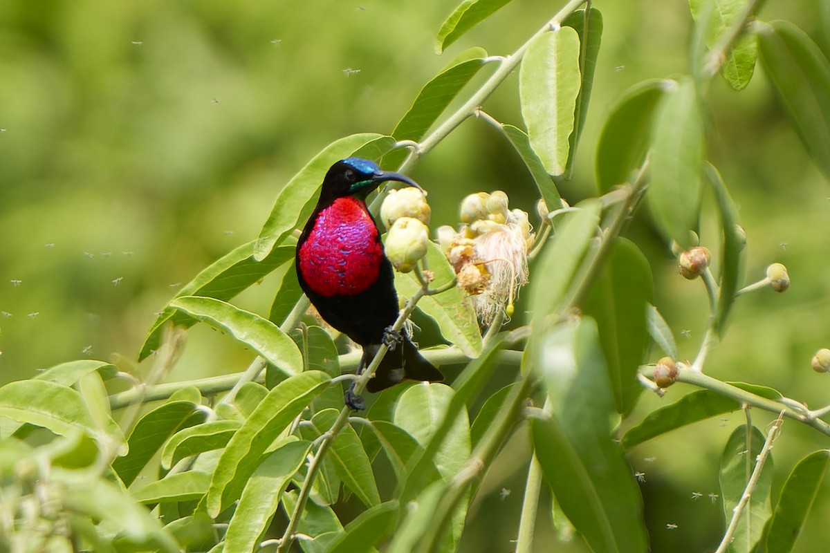 Red-chested Sunbird - ML616133752