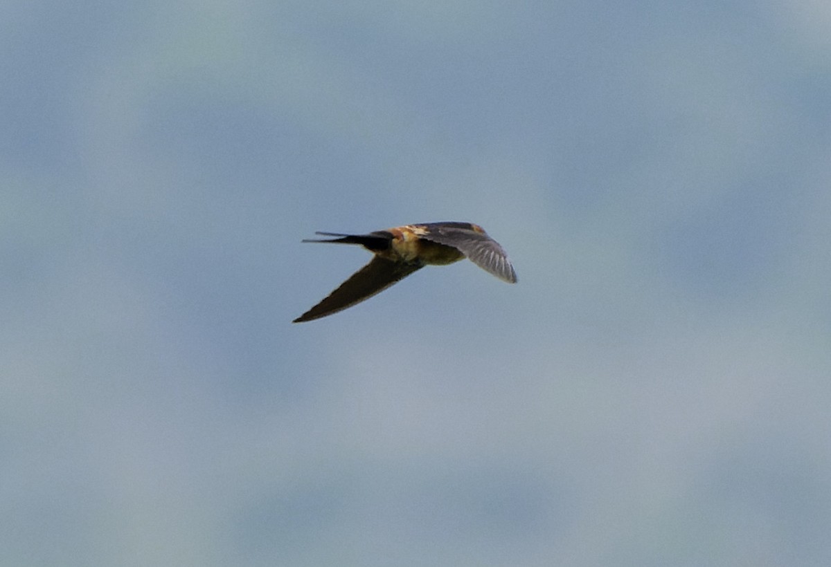 Red-rumped Swallow - ML616133790