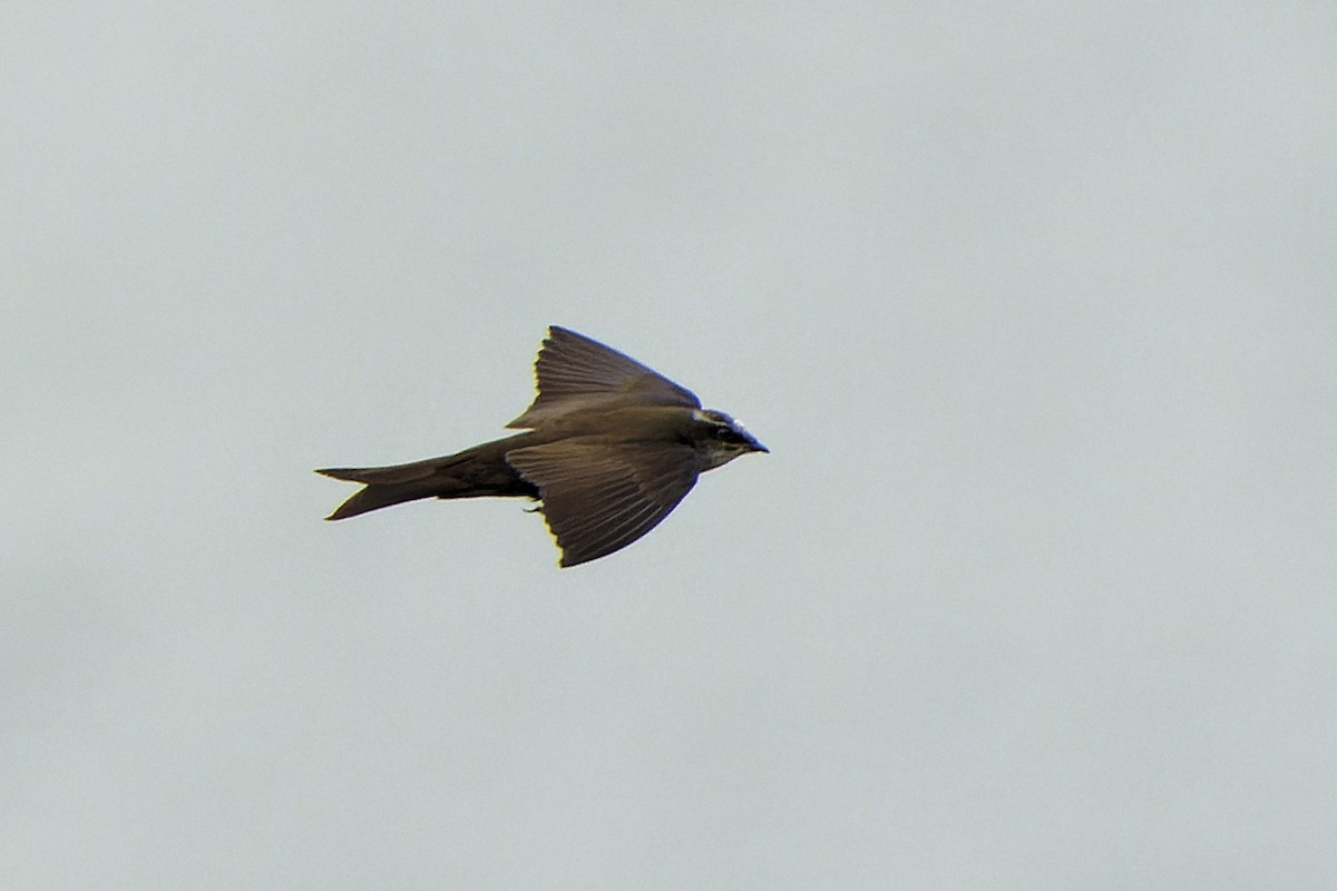 Golondrina Cabeciblanca - ML616133801