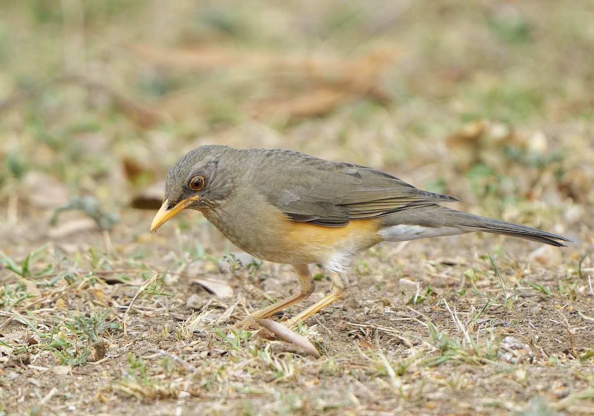 African Thrush - ML616133845