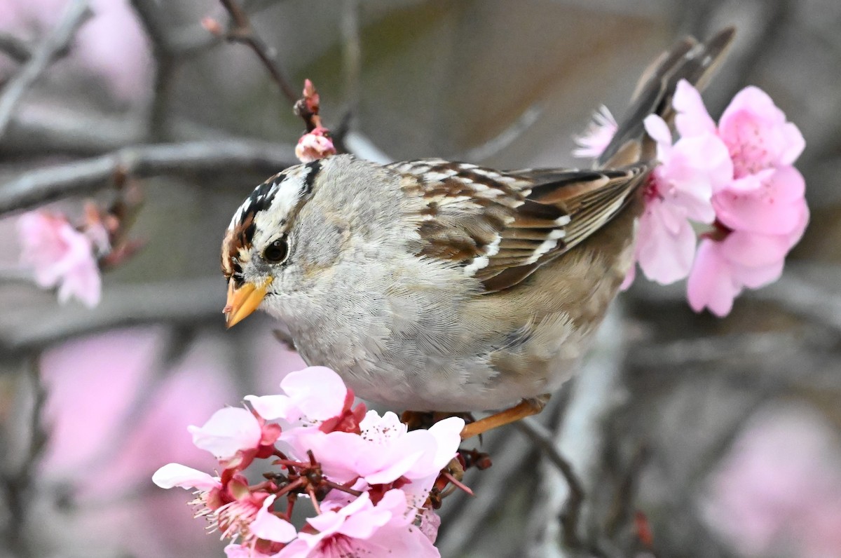 White-crowned Sparrow - ML616133851