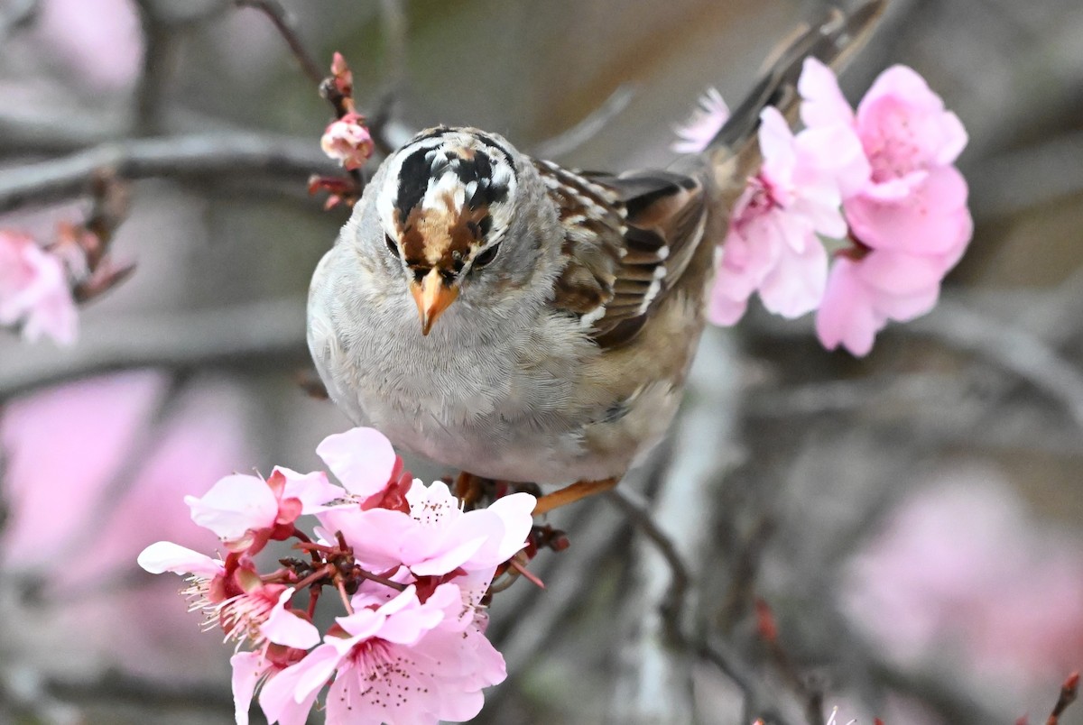 White-crowned Sparrow - ML616133858