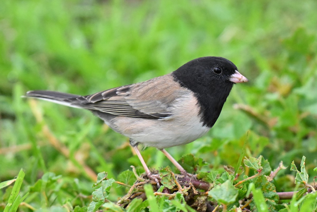 Dark-eyed Junco - ML616133867