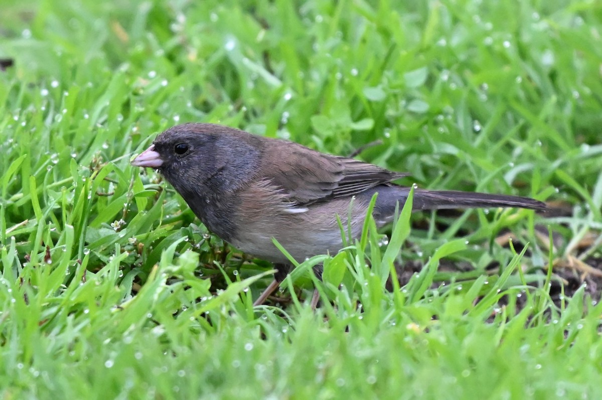 Dark-eyed Junco - ML616133874