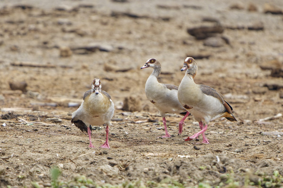 Egyptian Goose - ML616133921