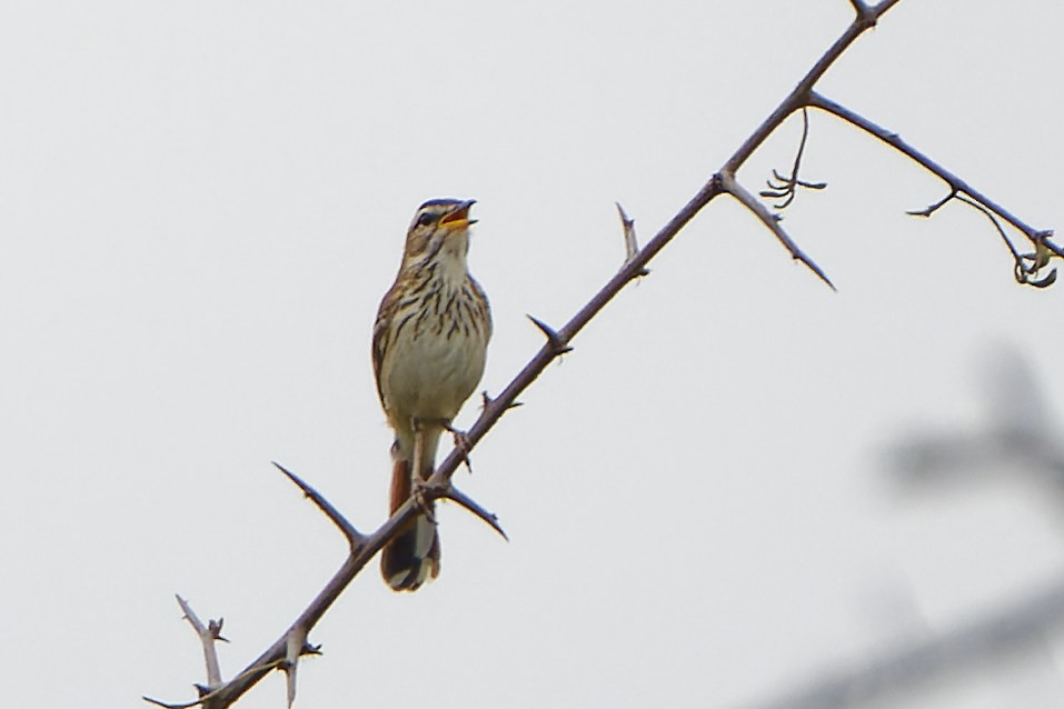 Red-backed Scrub-Robin - ML616133938