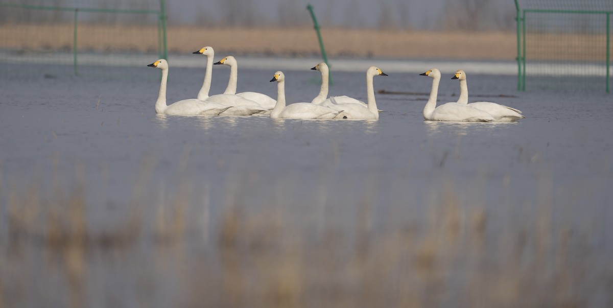 Cygne siffleur - ML616134006