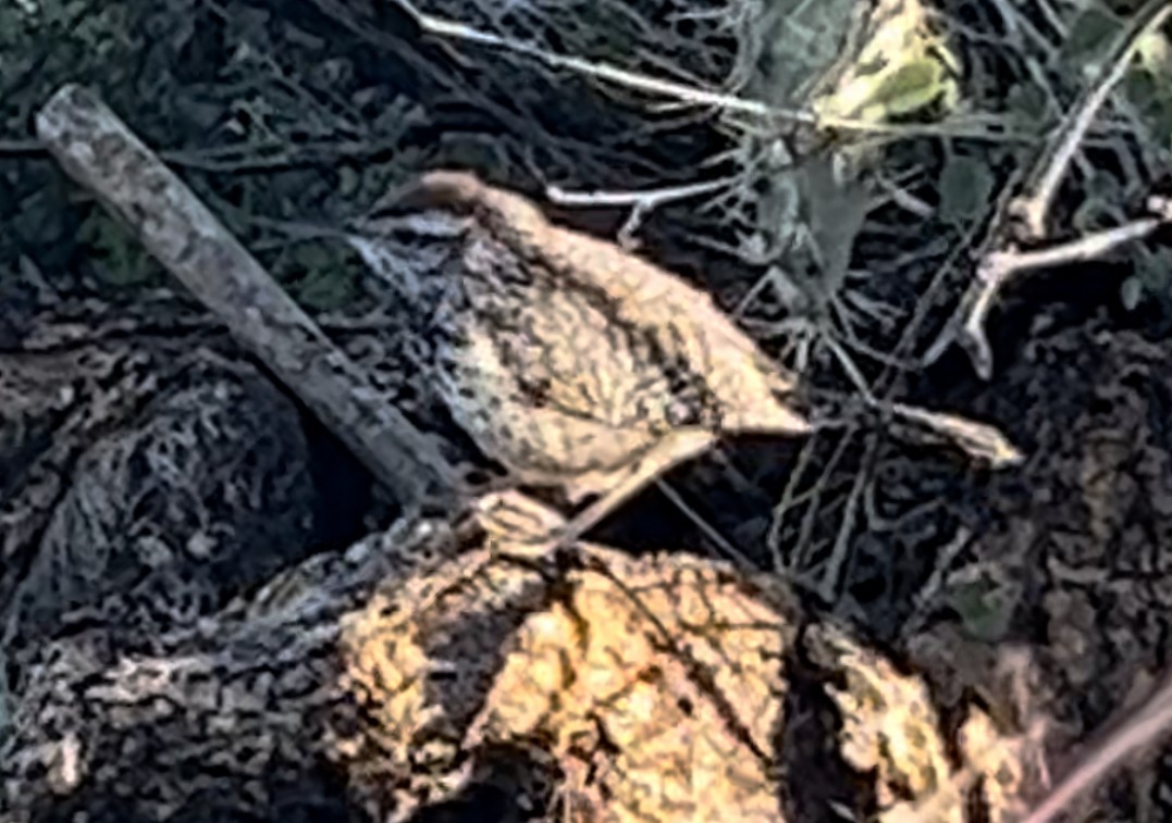 Cactus Wren - Lisa Coons