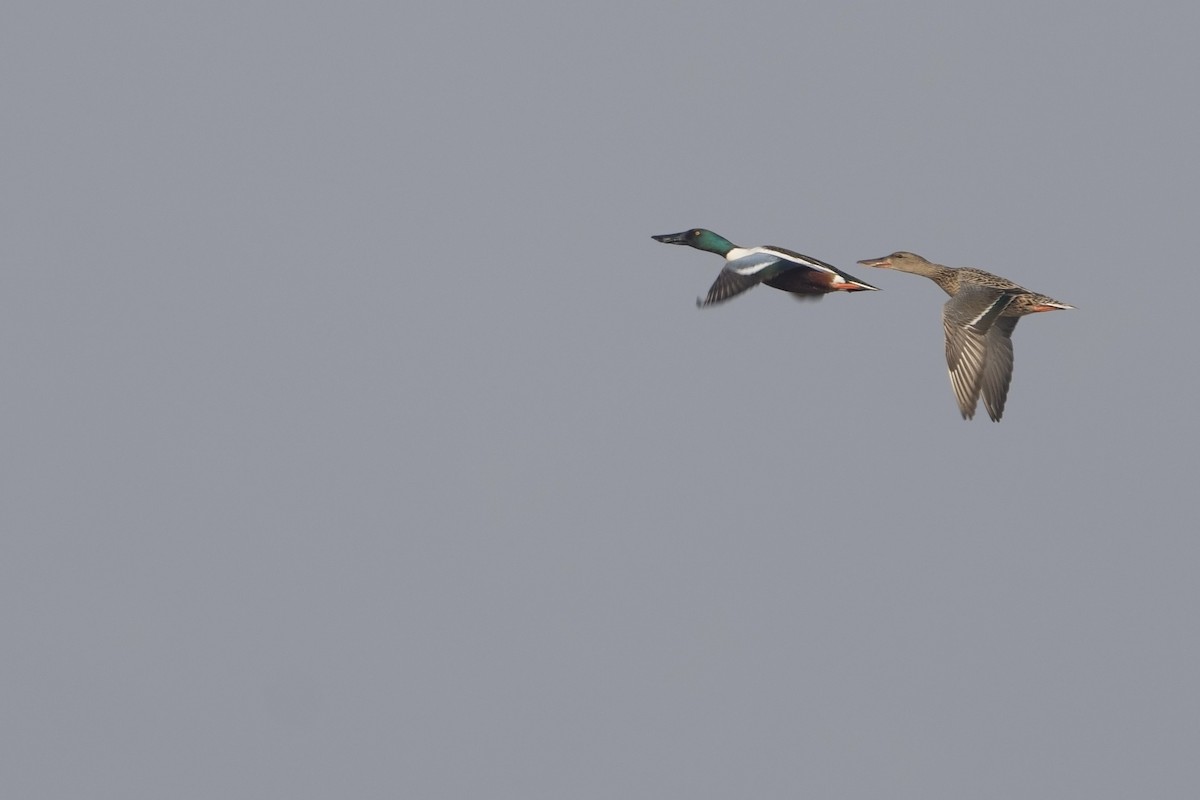 Northern Shoveler - ML616134023