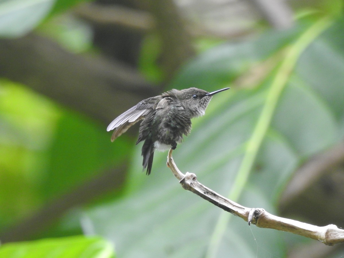 Vervain Hummingbird - ML616134039