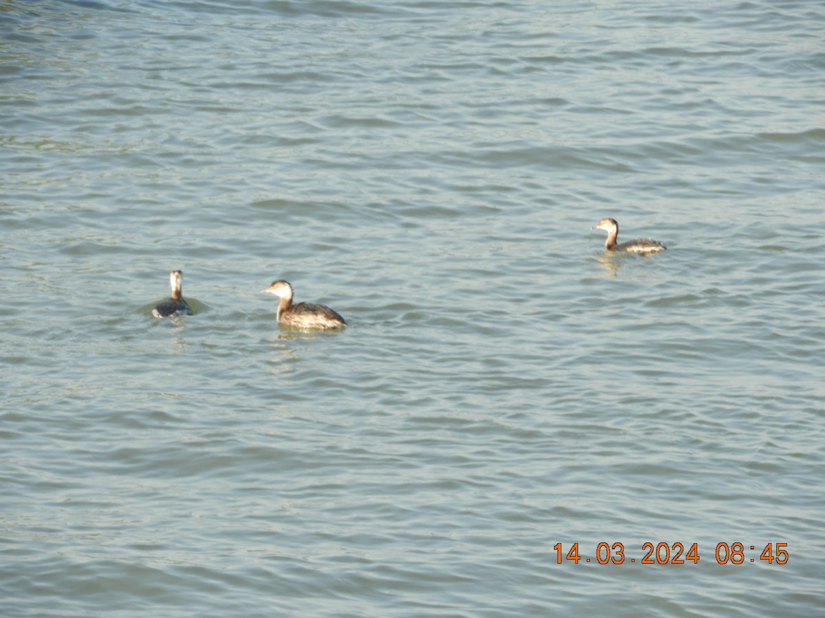 Horned Grebe - ML616134045