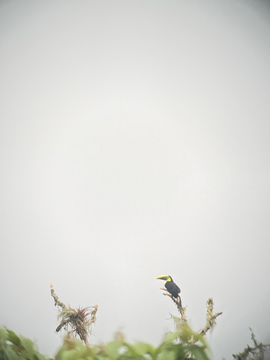 Yellow-throated Toucan - Arrow Z L