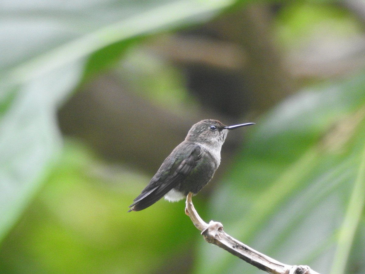 Vervain Hummingbird - ML616134064