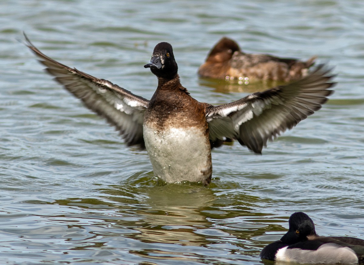 Aythya sp. - Mark and Holly Salvato