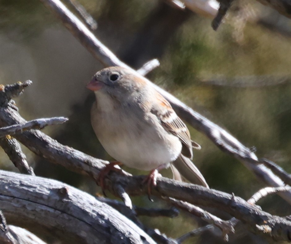 Field Sparrow - ML616134097