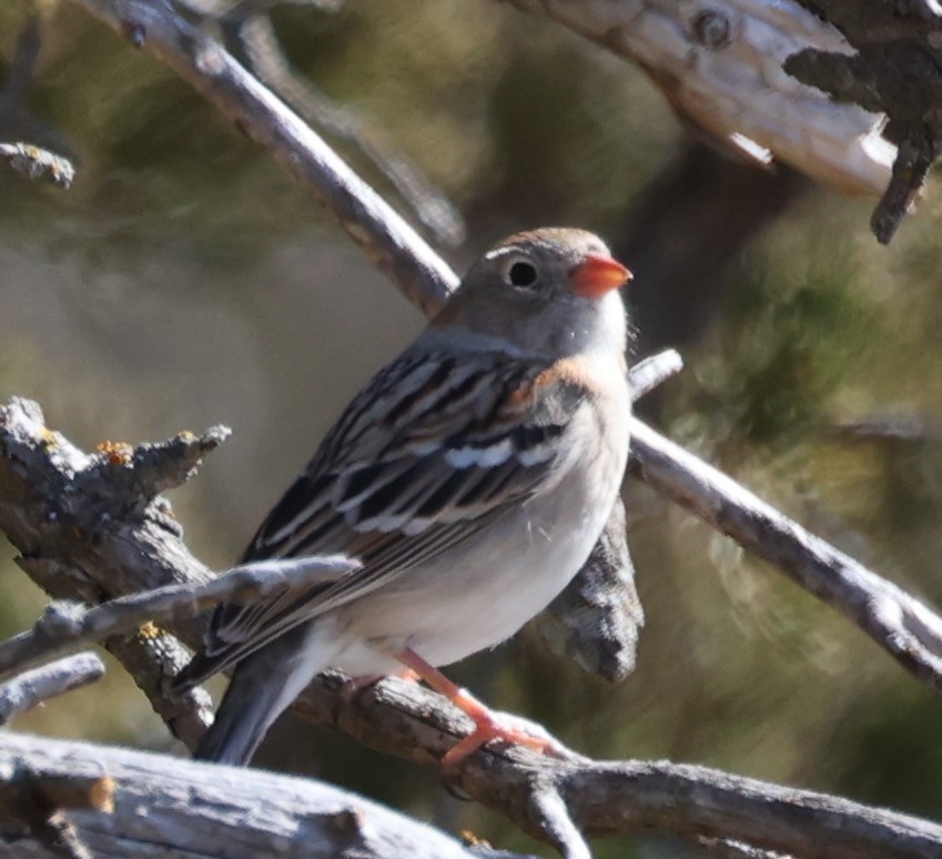 Field Sparrow - ML616134098