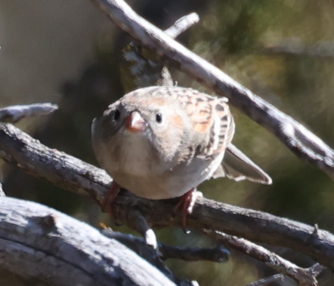 Field Sparrow - ML616134099
