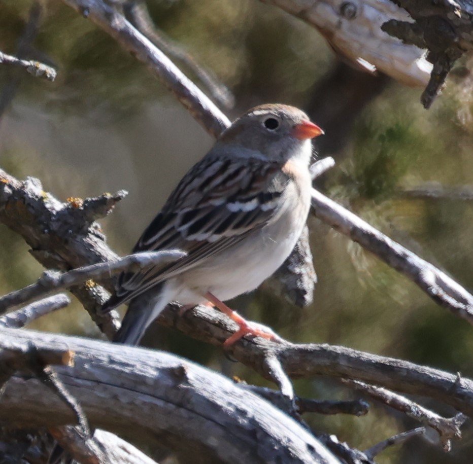 Field Sparrow - ML616134100