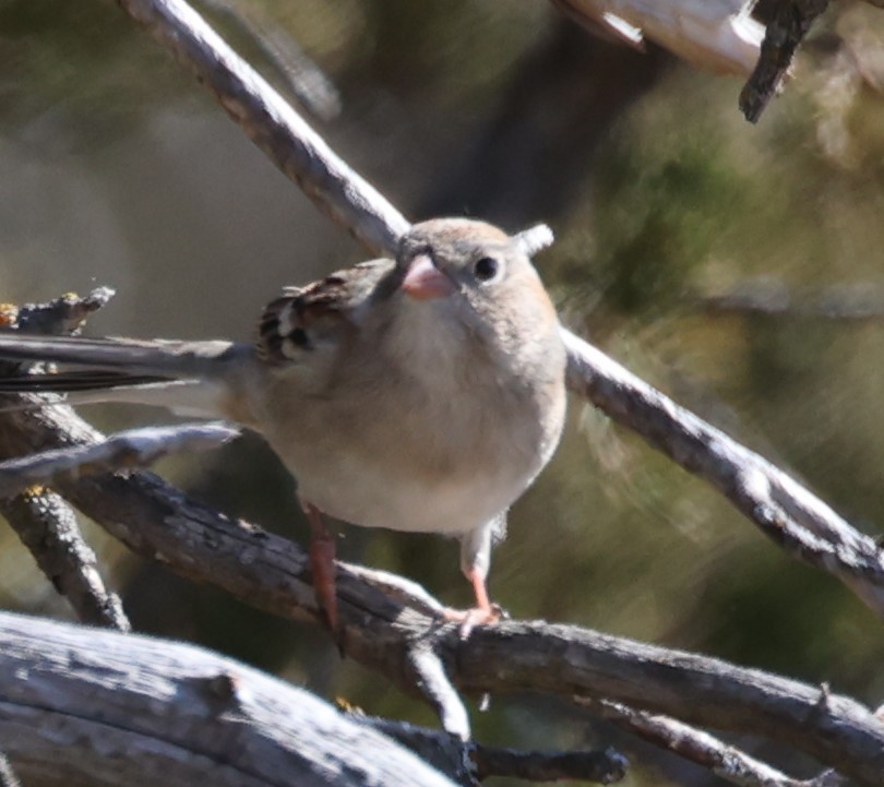 Field Sparrow - ML616134101
