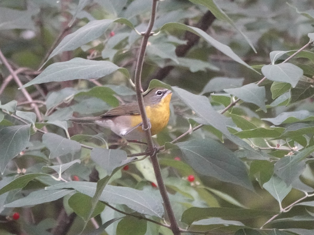 Yellow-breasted Chat - ML616134106