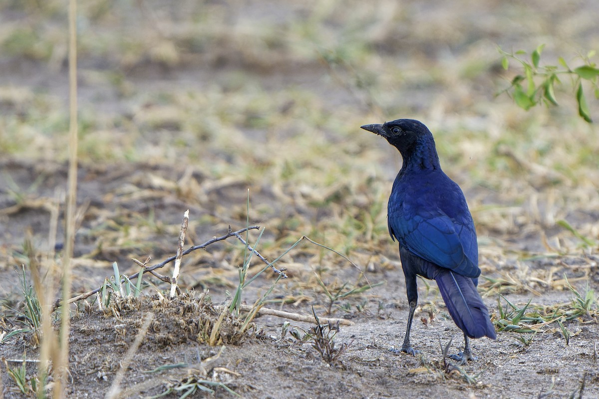 Purple-headed Starling - ML616134145