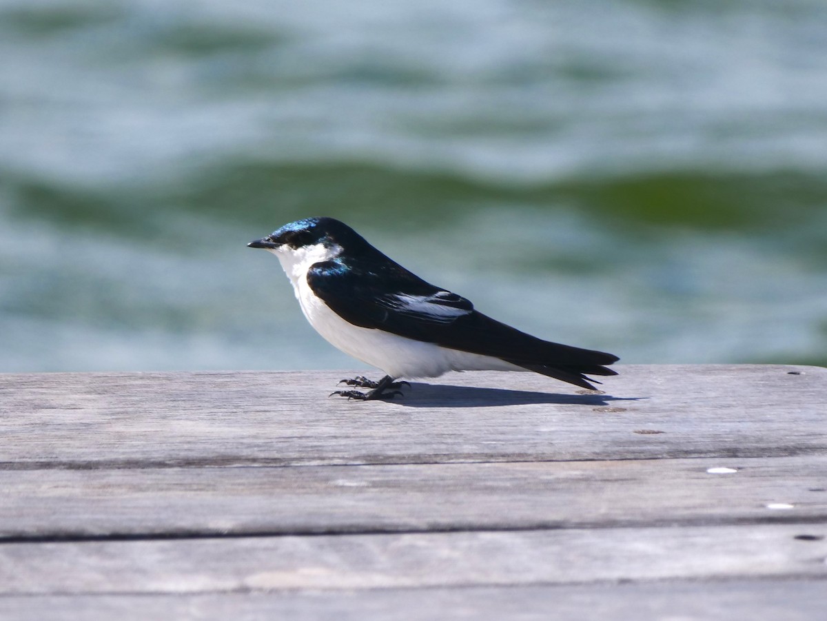 White-winged Swallow - Brett Hartl