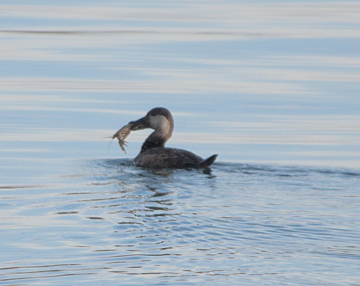 Black Scoter - ML616134154