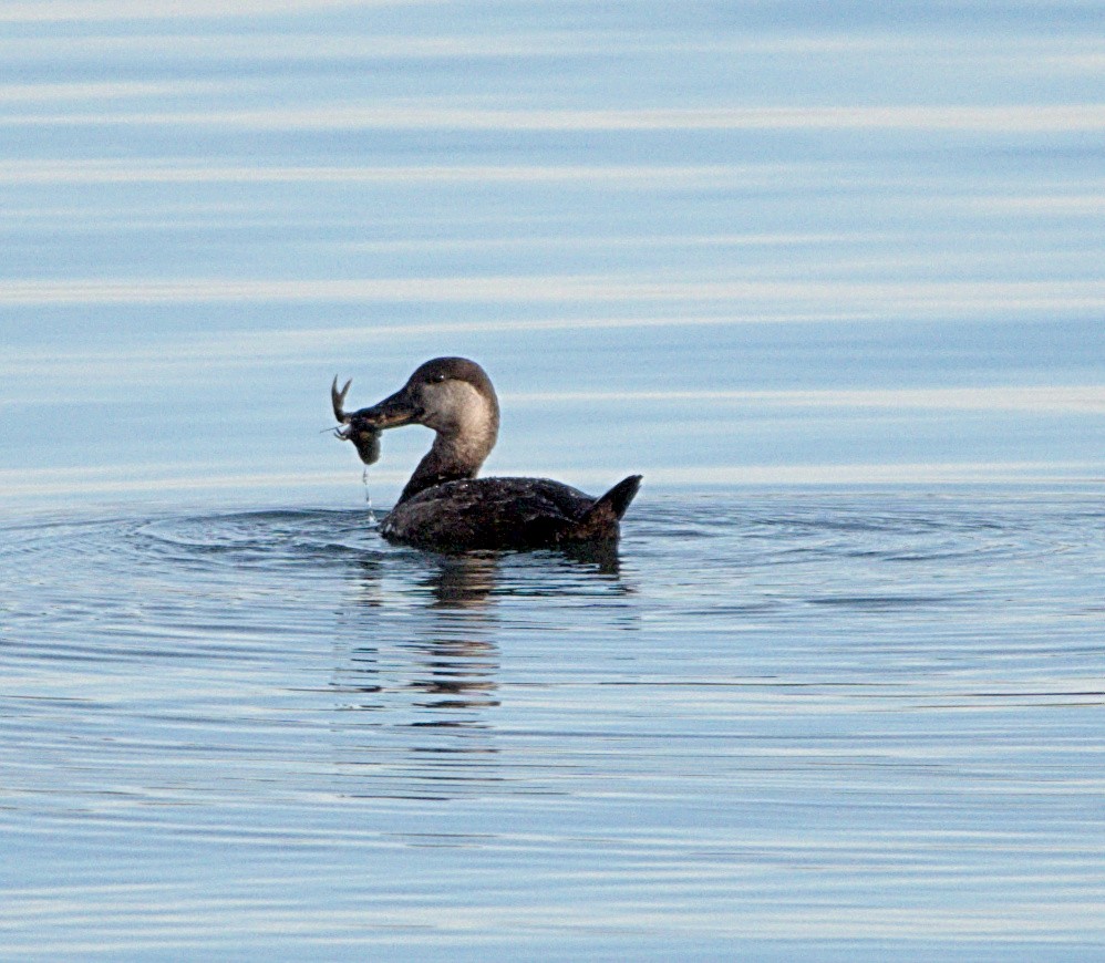 Black Scoter - ML616134165